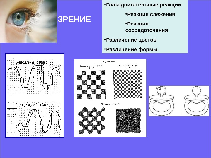   ЗРЕНИЕ • Глазодвигательные реакции • Реакция слежения • Реакция сосредоточения • Различение