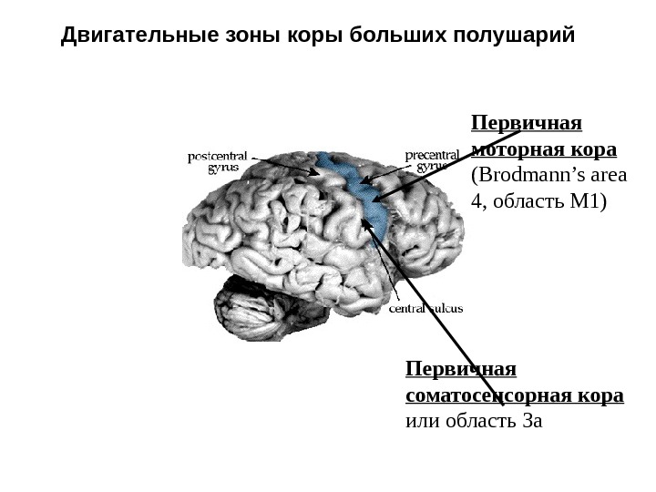   Двигательные зоны коры больших полушарий Первичная моторная кора  ( Brodmann’s area