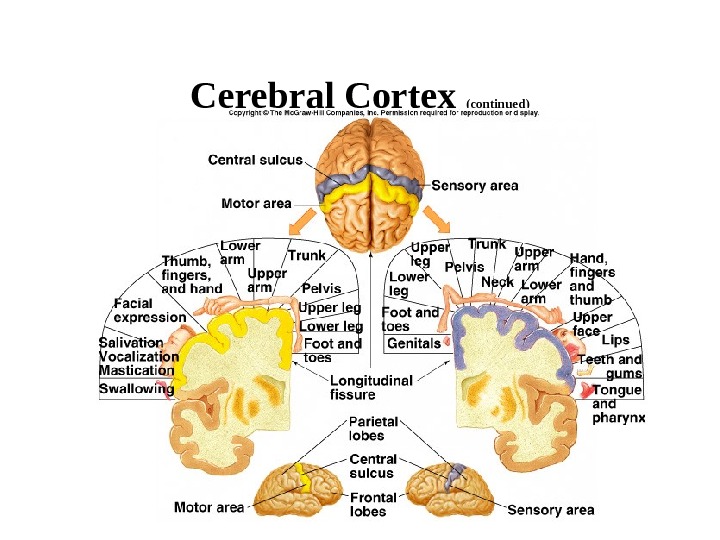   Cerebral Cortex (continued) 