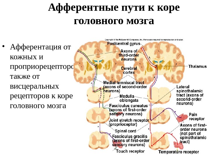   Афферентные пути к коре головного мозга • Афферентация от кожных и проприорецепторов,