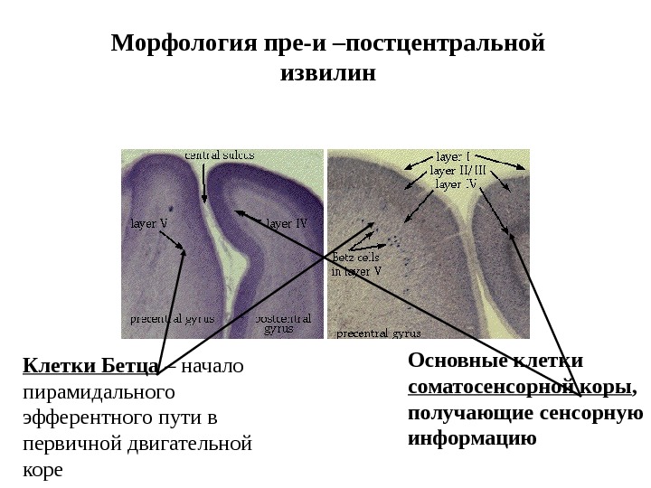   Морфология пре-и –постцентральной извилин Основные клетки соматосенсорной коры ,  получающие сенсорную