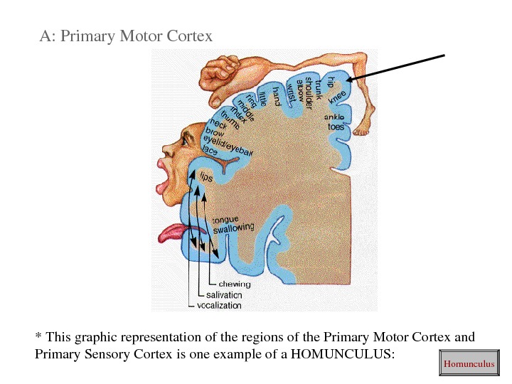   A: Primary. Motor. Cortex *Thisgraphicrepresentationoftheregionsofthe. Primary. Motor. Cortexand Primary. Sensory. Cortexisoneexampleofa. HOMUNCULUS: