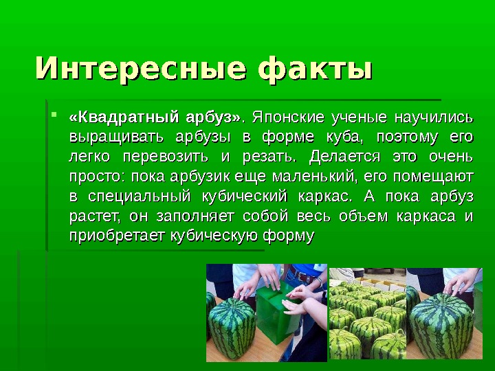 Интересные факты  «Квадратный арбуз» .  Японские ученые научились выращивать арбузы в форме