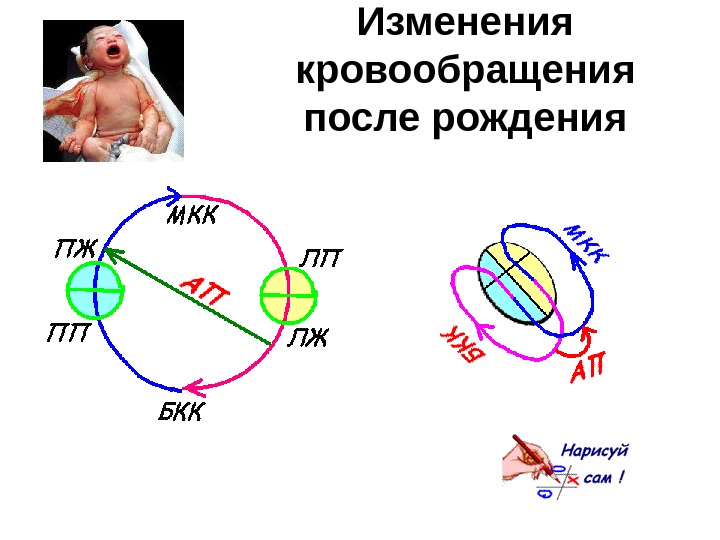 Изменения кровообращения после рождения 