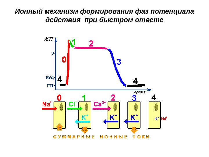 Ионный механизм формирования фаз потенциала действия при быстром ответе 