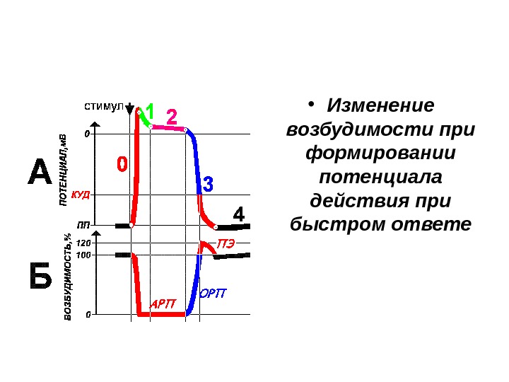 • Изменение возбудимости при формировании потенциала действия при быстром ответе 