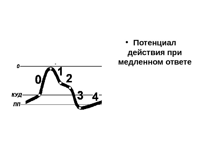  • Потенциал действия при медленном ответе 