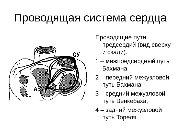 Проводящие пути сердца схема