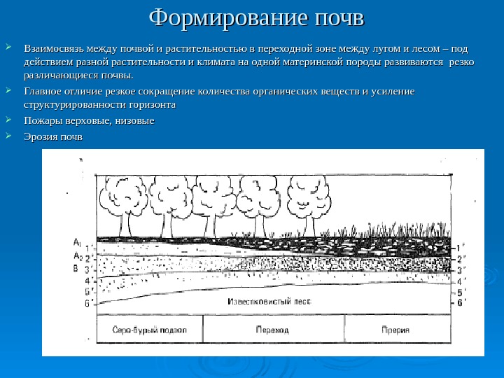 Формирование почв Взаимосвязь между почвой и растительностью в переходной зоне между лугом и лесом