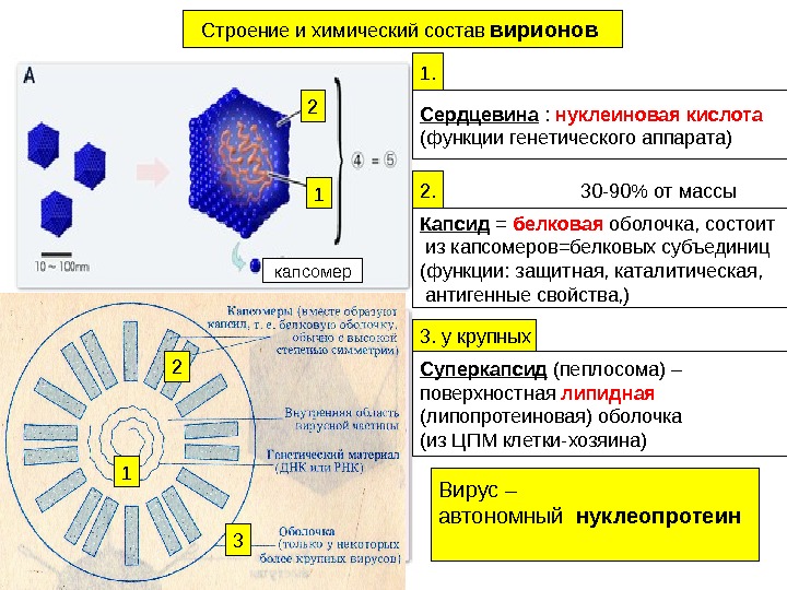Строение и химический состав вирионов 1 1. Сердцевина :  нуклеиновая кислота (функции генетического
