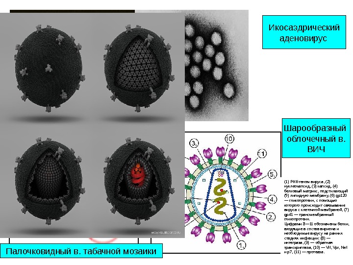 Икосаэдрический аденовирус Палочковидный в. табачной мозаики Шарообразный облочечный в. ВИЧ (1) РНК-геном вируса, (2)