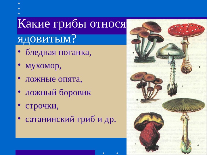 Какие грибы относятся к ядовитым?  • бледная поганка,  • мухомор,  •