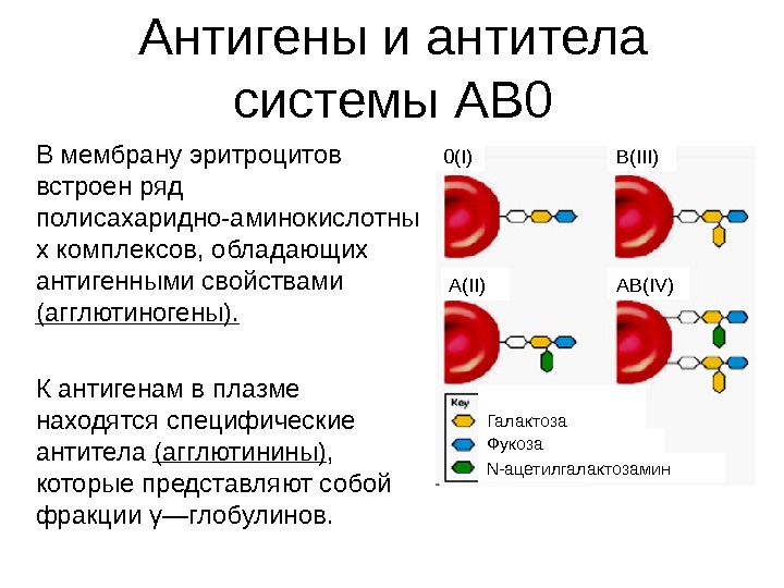 Антигены и антитела системы АВ 0 В мембрану эритроцитов встроен ряд полисахаридно-аминокислотны х комплексов,