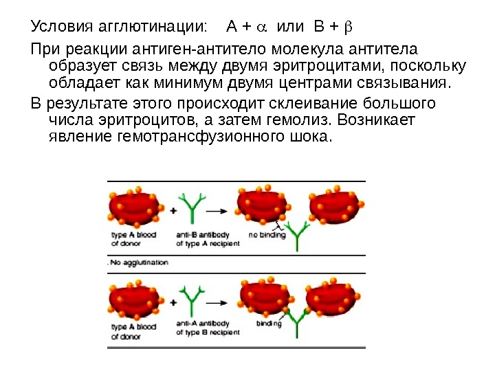 Условия агглютинации: А + или В +  При реакции антиген-антитело молекула антитела образует