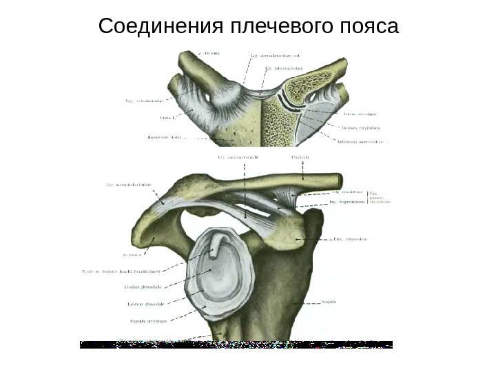 Соединения костей плечевого пояса. Соединения плечевого пояса. Тип соединения плечевого пояса. Соединение костей плечевого пояса. Тип соединения плечевой кости.