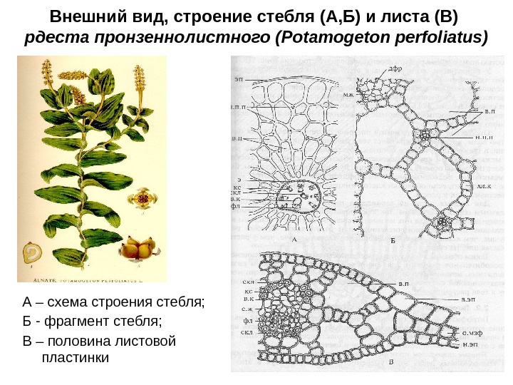 Внешний вид, строение стебля (А, Б) и листа (В) рдеста пронзеннолистного (Potamogeton perfoliatus) А