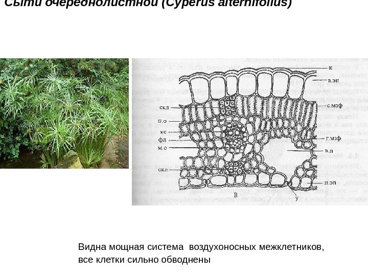 Внешний вид и строение листа гигрофита Сыти очереднолистной ( Cyperus alternifolius)   
