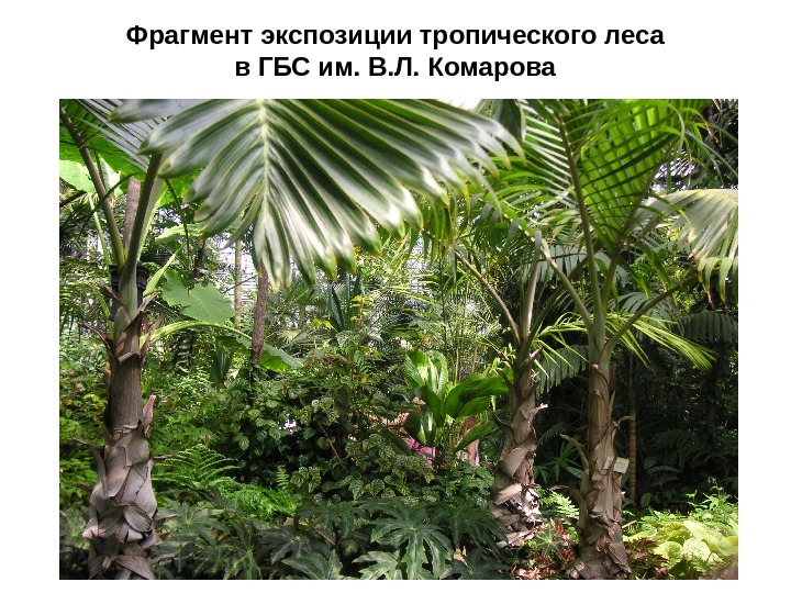  Фрагмент экспозиции тропического леса в ГБС им. В. Л. Комарова 