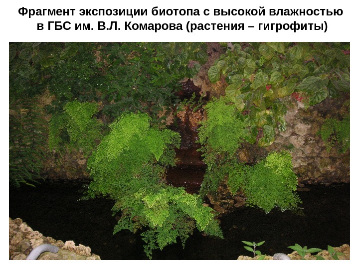 Фрагмент экспозиции биотопа с высокой влажностью в ГБС им. В. Л. Комарова (растения –