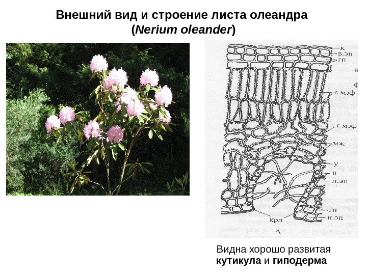 Внешний вид и строение листа олеандра ( Nerium oleander )  Видна хорошо развитая