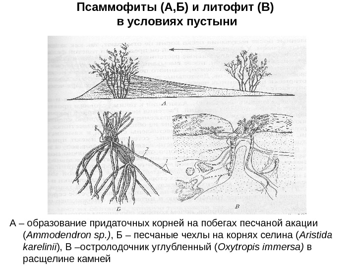 Псаммофиты (А, Б) и литофит (В) в условиях пустыни А – образование придаточных корней
