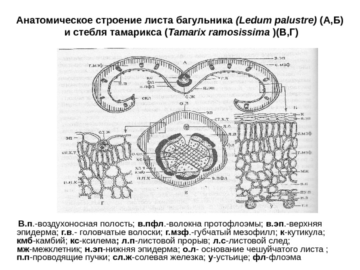 Анатомическое строение листа багульника (Ledum palustre) (А, Б) и стебля тамарикса ( Tamarix ramosissima