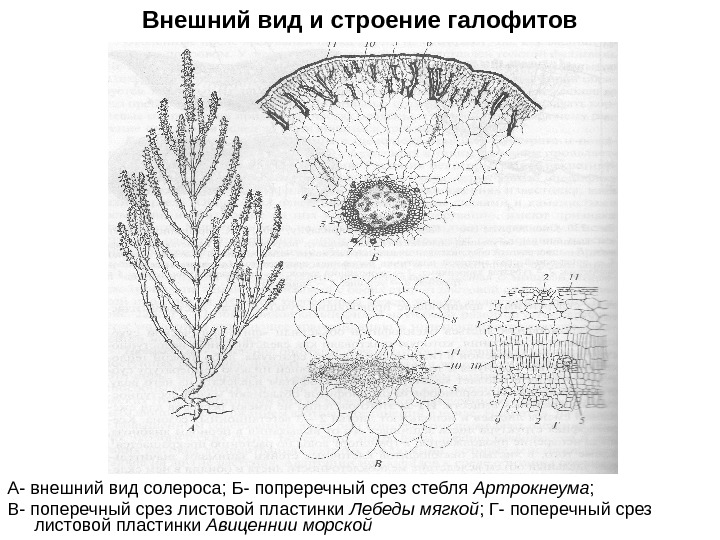 Внешний вид и строение галофитов А- внешний вид солероса; Б- попреречный срез стебля Артрокнеума