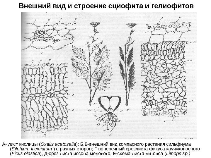 Внешний вид и строение сциофита и гелиофитов А- лист кислицы ( Oxalis acetosella );