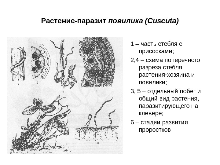 Растение-паразит повилика ( Cuscuta) 1 – часть стебля с присосками; 2, 4 – схема