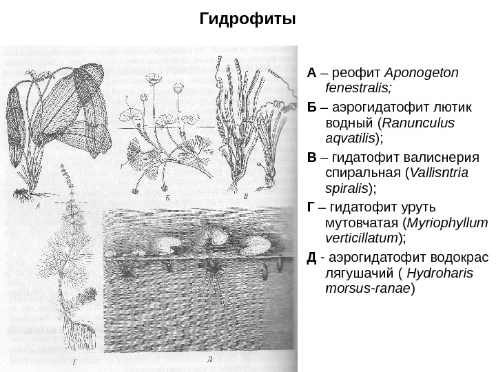 Гидрофиты А – реофит Aponogeton fenestralis ; Б – аэрогидатофит лютик водный ( Ranunculus