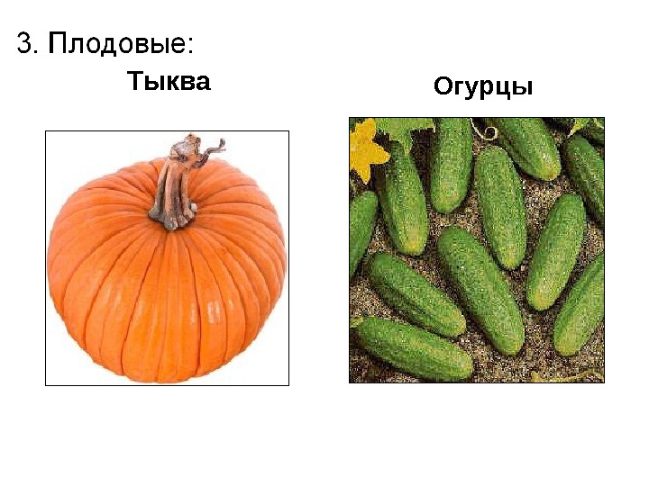 Тыква Огурцы 