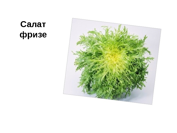 Салат фризе 