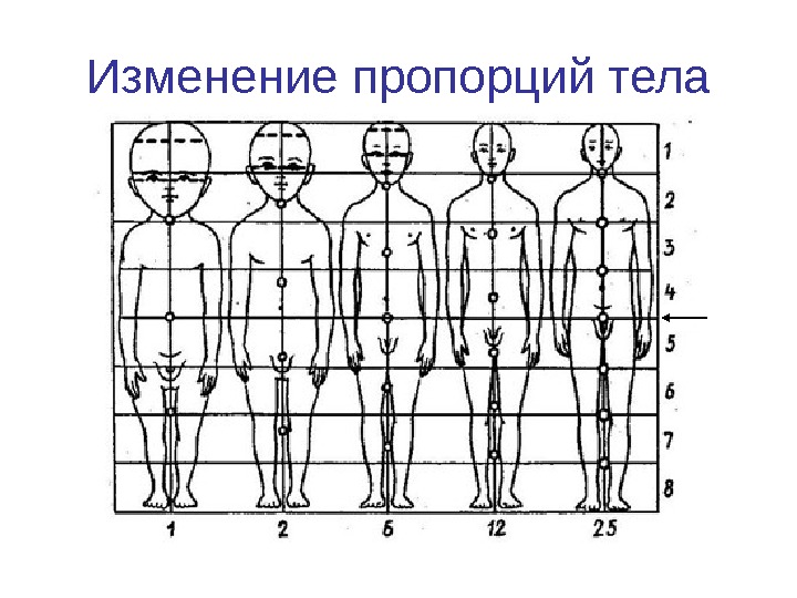 Пропорции тела. Изменение пропорций отделов тела в процессе роста человека.. Изменение пропорций тела ребенка. Изменения соотношения тела\. Рисунок изменения пропорций отделов тела в процессе роста.