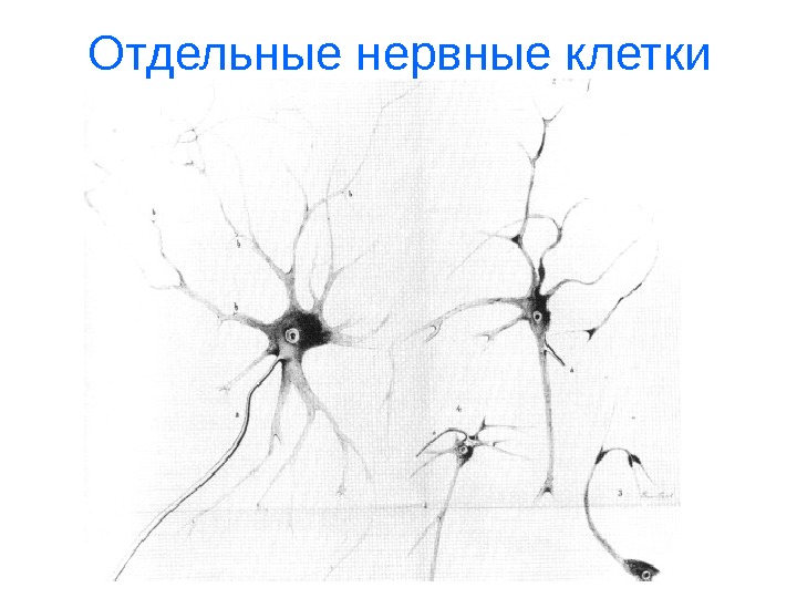   Отдельные нервные клетки 