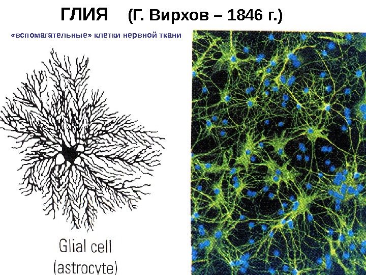   ГЛИЯ (Г. Вирхов – 1846 г. ) «вспомагательные» клетки нервной ткани 