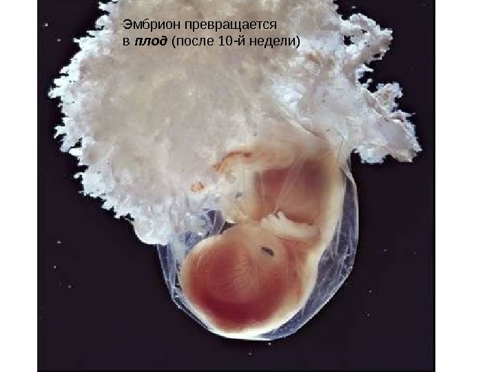   Эмбрион превращается в плод (после 10 -й недели) 