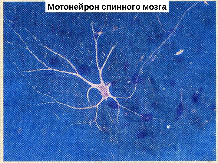   Мотонейрон спинного мозга 