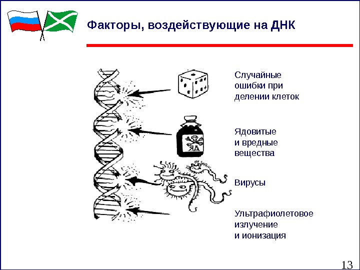 13 Факторы, воздействующие на ДНК  Случайные ошибки при делении клеток Ультрафиолетовое излучение и