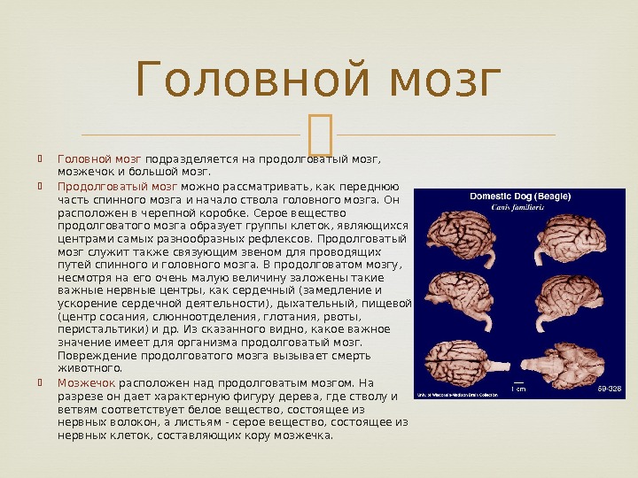  Головной мозг подразделяется на продолговатый мозг,  мозжечок и большой мозг.  Продолговатый