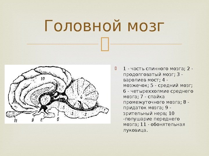 Какой участок мозга поврежден у собаки походка которой изображена на рисунке 1 спинной 2 гипоталамус