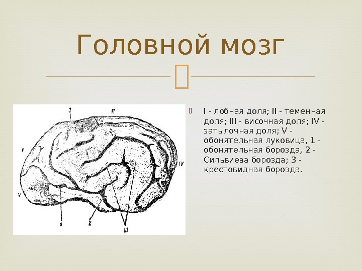  I - лобная доля; II - теменная доля; III - височная доля; IV