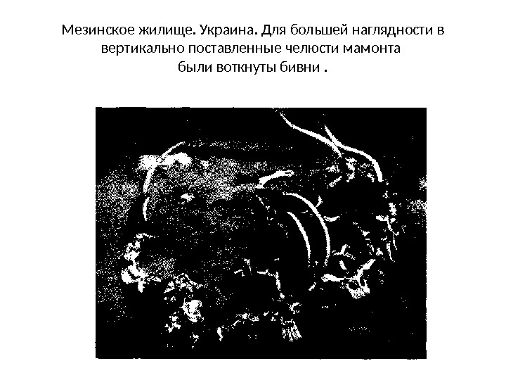 Мезинское жилище. Украина. Для большей наглядности в вертикально поставленные челюсти мамонта были воткнуты бивни.