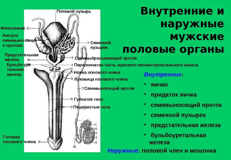 Мужской половой орган схема