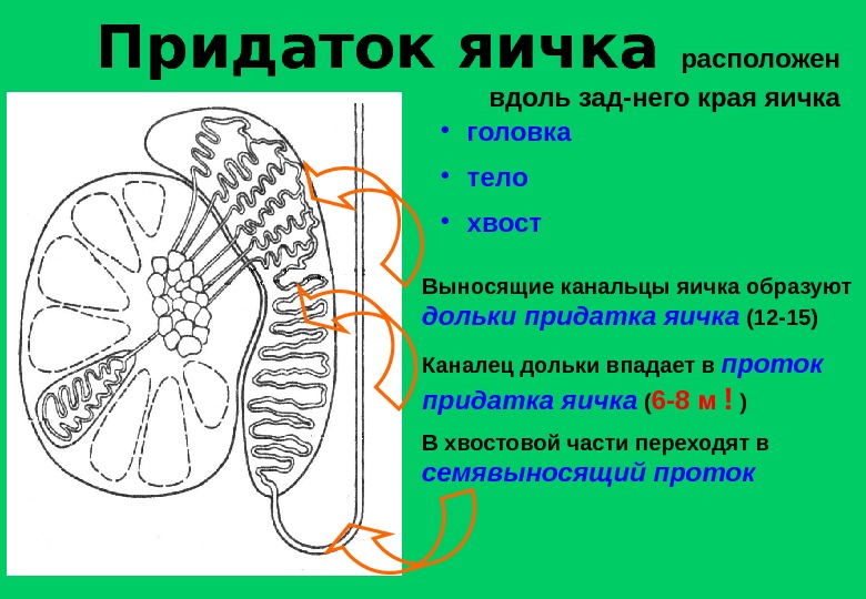Функция яичек у мужчин. Строение семенника анатомия. Придаток яичка анатомия строение. Проток придатка яичка анатомия. Привесок придатка яичка анатомия.