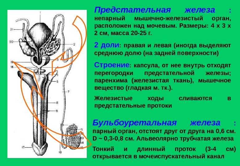 Предстательная железа у мужчин расположена фото массаж где