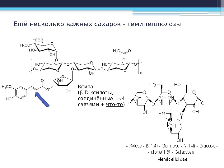 Ещё несколько важных сахаров - гемицеллюлозы Ксилан (β-D-ксилозы,  соединённые 1→ 4 связями +