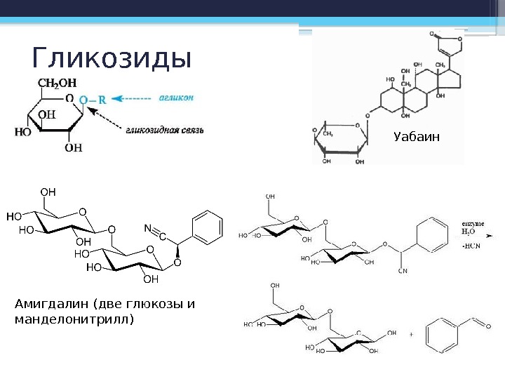 Гликозиды Уабаин Амигдалин (две глюкозы и манделонитрилл)     