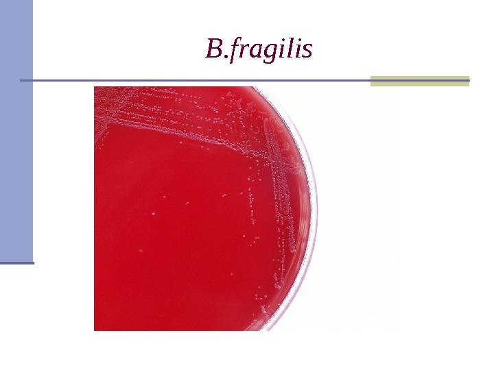 B. fragilis 