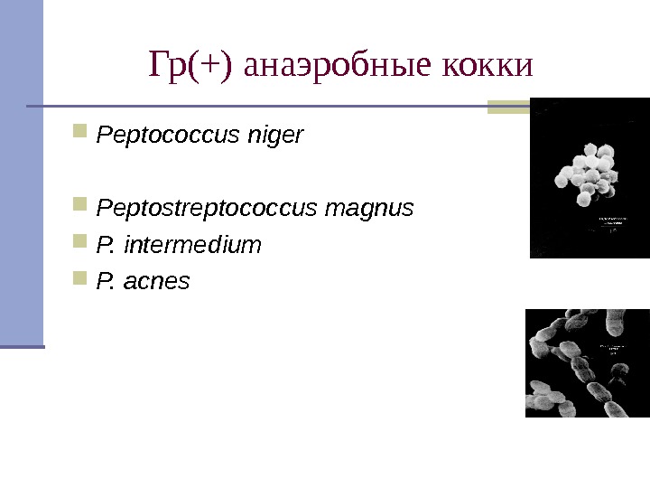Гр(+) анаэробные кокки Peptococcus niger Peptostreptococcus magnus P. intermedium P. acnes 