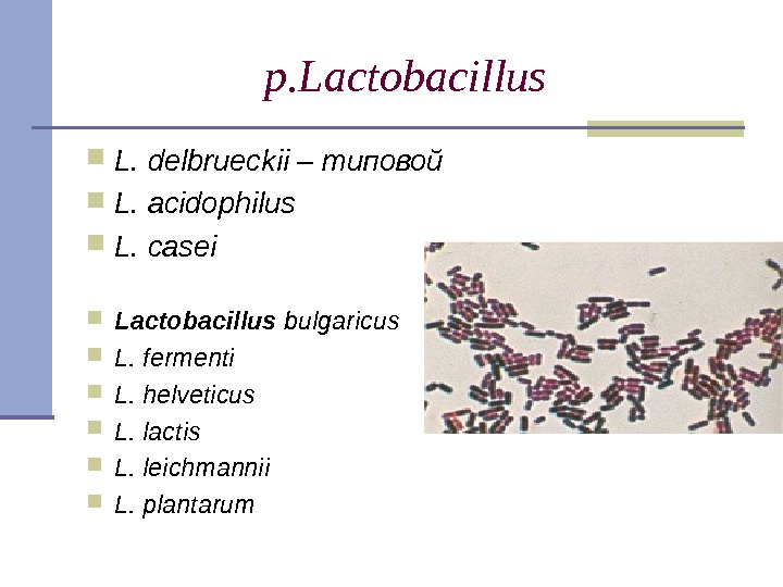 p. Lactobacillus  L. delbrueckii – типовой L. acidophilus L. casei Lactobacillus bulgaricus 